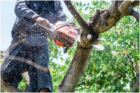 tree services Farmersville